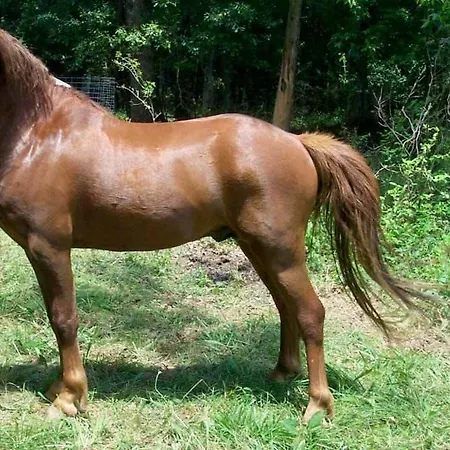 Felici Park Gæstehus Mascali